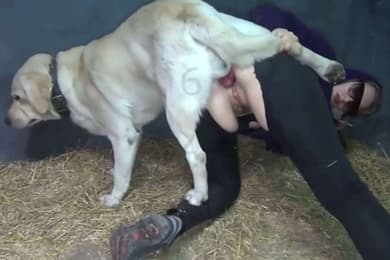 女人和猪pig狗dog