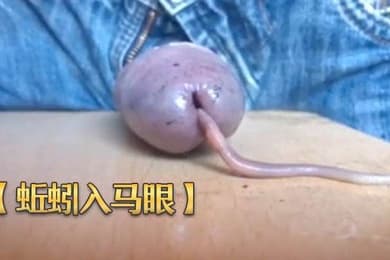 蚯蚓入马眼奇特重口味虐鸡再打飞机射出来
